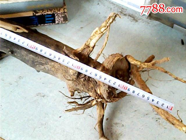 干花椒树根1棵50厘米20厘米6厘米重600克