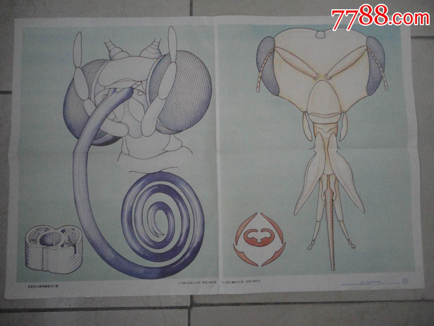 虹吸口器和嚼吸口器