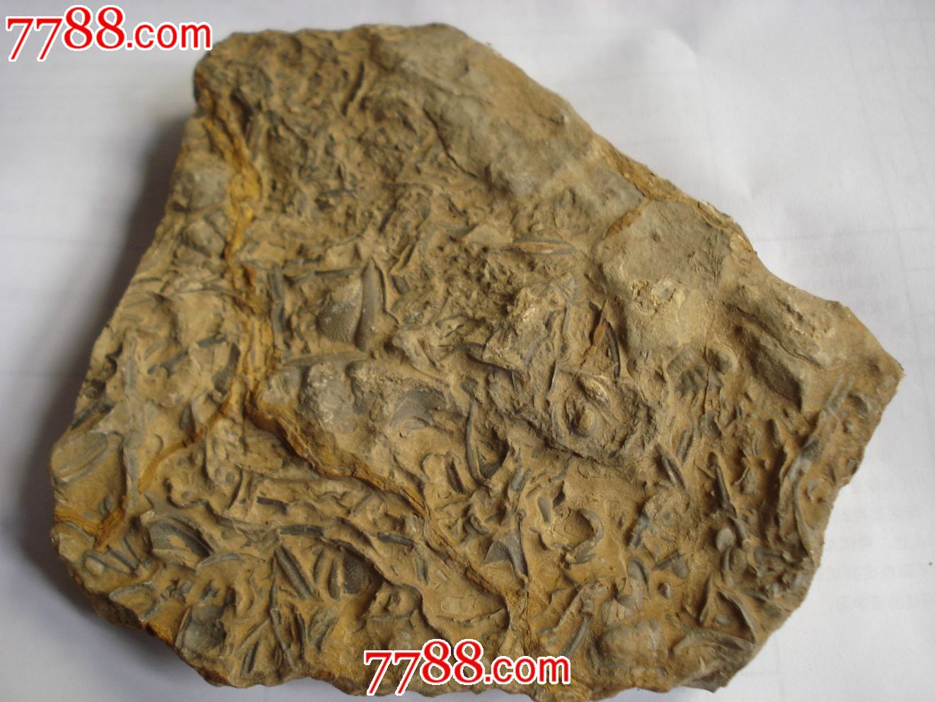 三叶虫化石(原石)