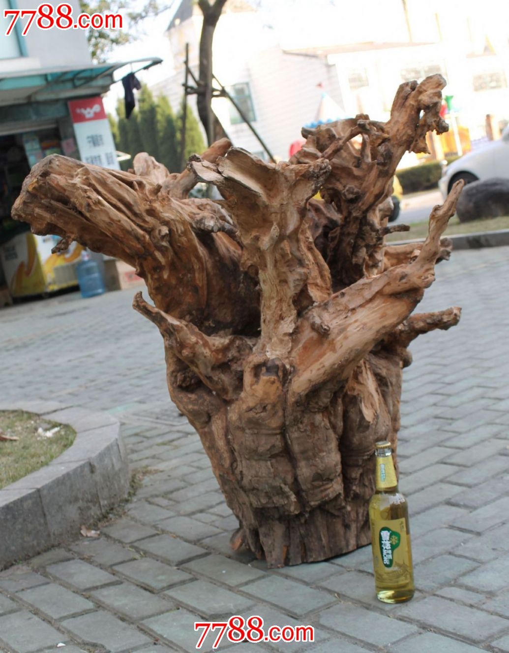 山楂树根(特大树根)