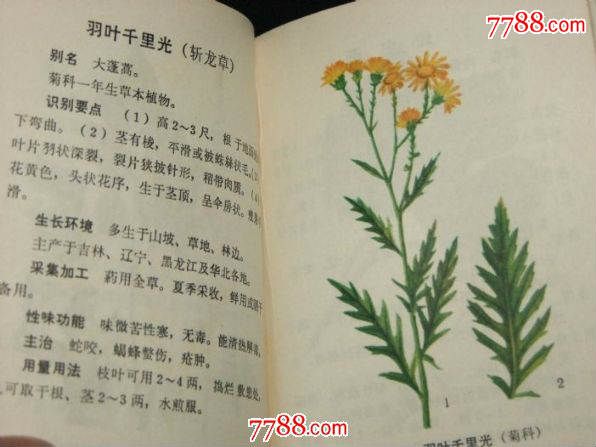 北方常用中草药手册带图还有全书的13画的彩图