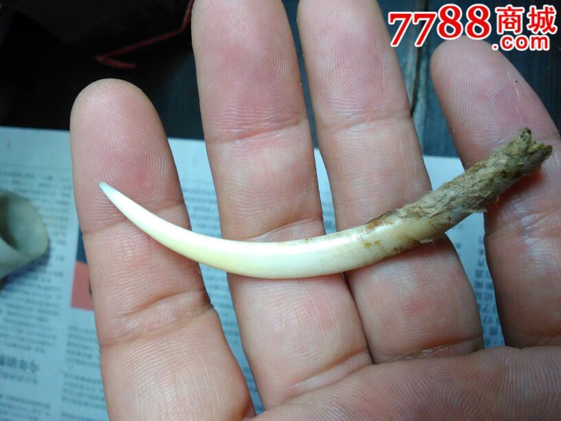 原生态麝牙一颗