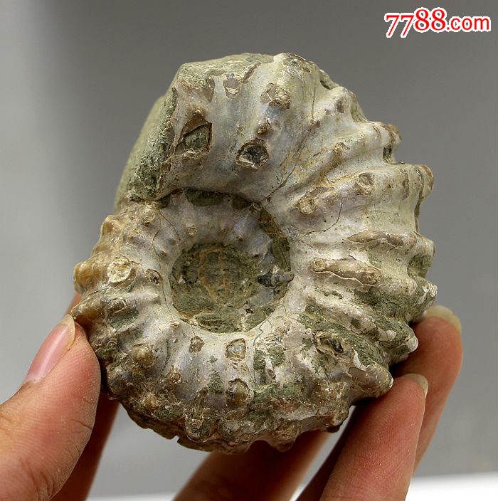 化石奇石头矿物晶体原石马达加斯加菊石动物化石羊角螺化石04