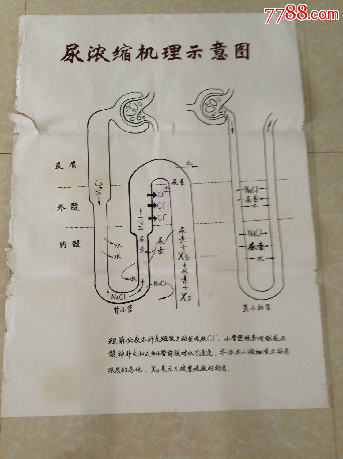 【医学原手稿】尿浓缩机理示意图