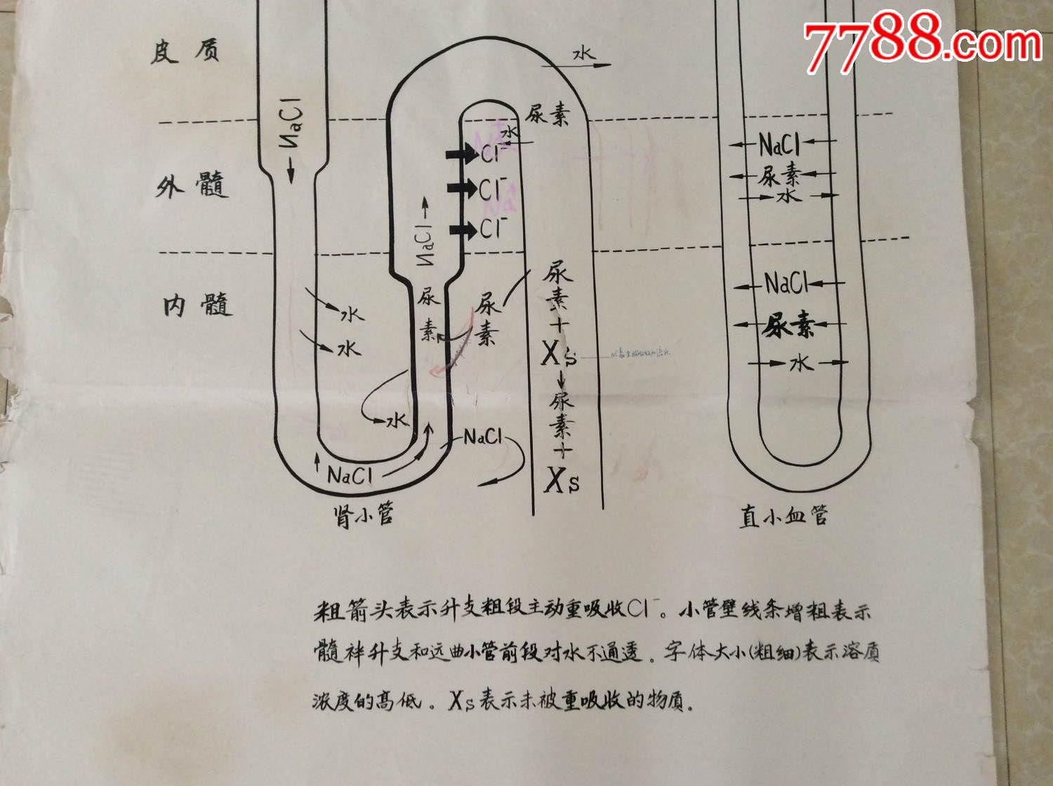 【医学原手稿】尿浓缩机理示意图