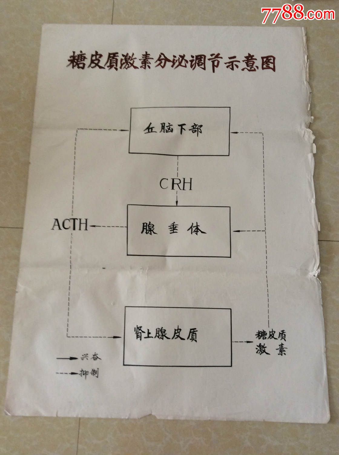 【医学原手稿】糖皮质激素分泌调节示意图【二号卷内】