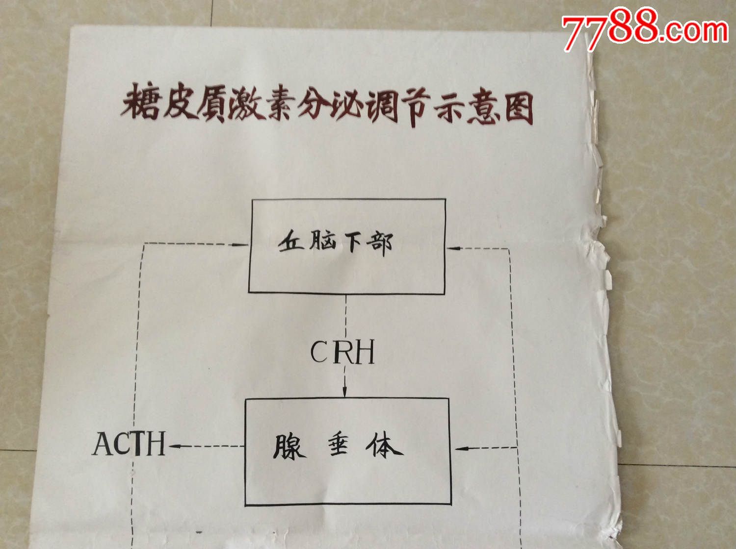 医学原手稿糖皮质激素分泌调节示意图二号卷内