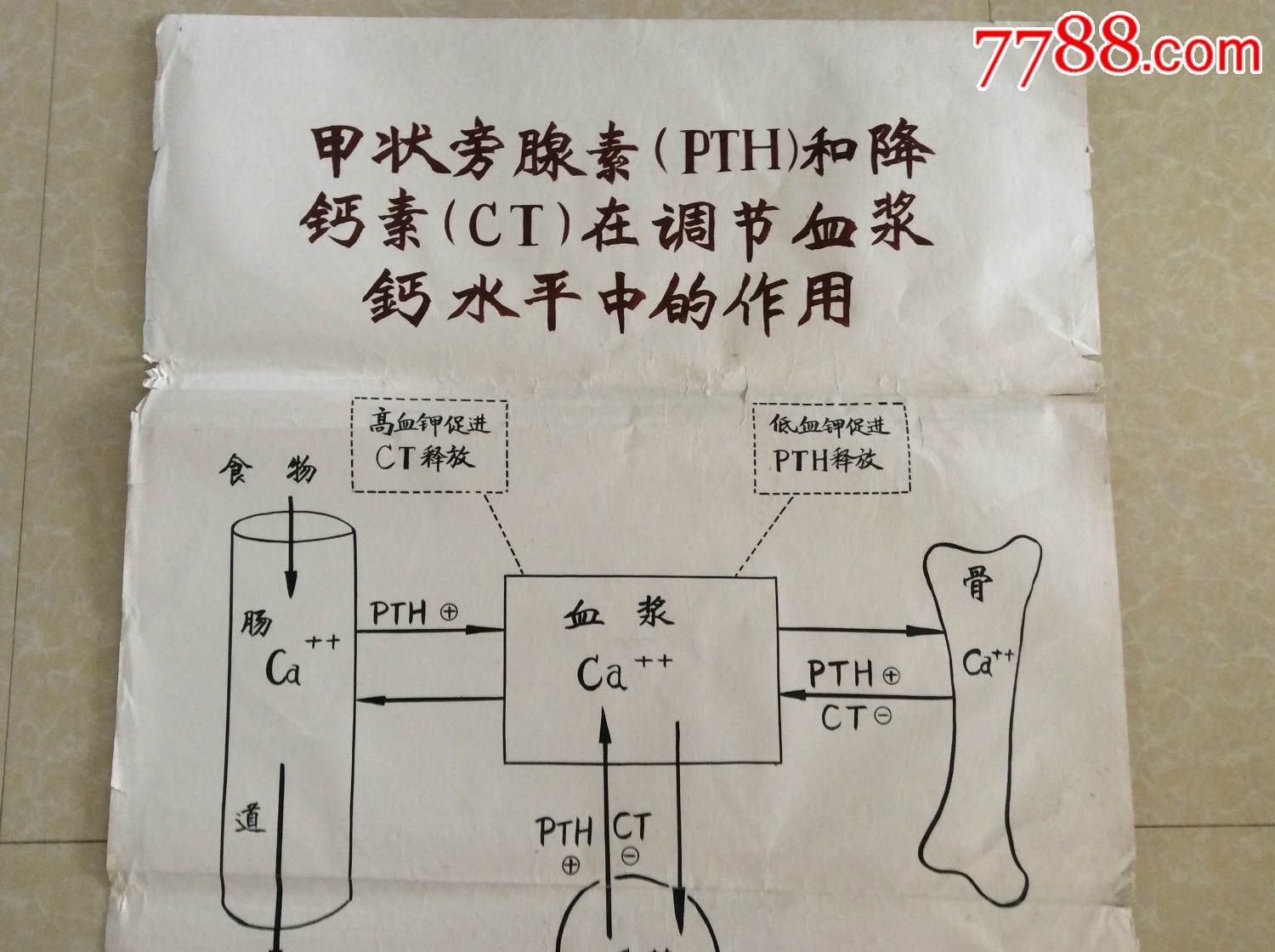 医学原手稿甲状旁腺素和降钙素在调节血浆钙水平中的作用二号卷内