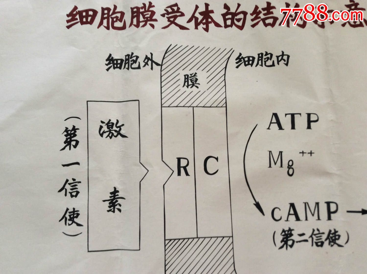 【医学原手稿】细胞膜受体的结构示意图【二号卷内】