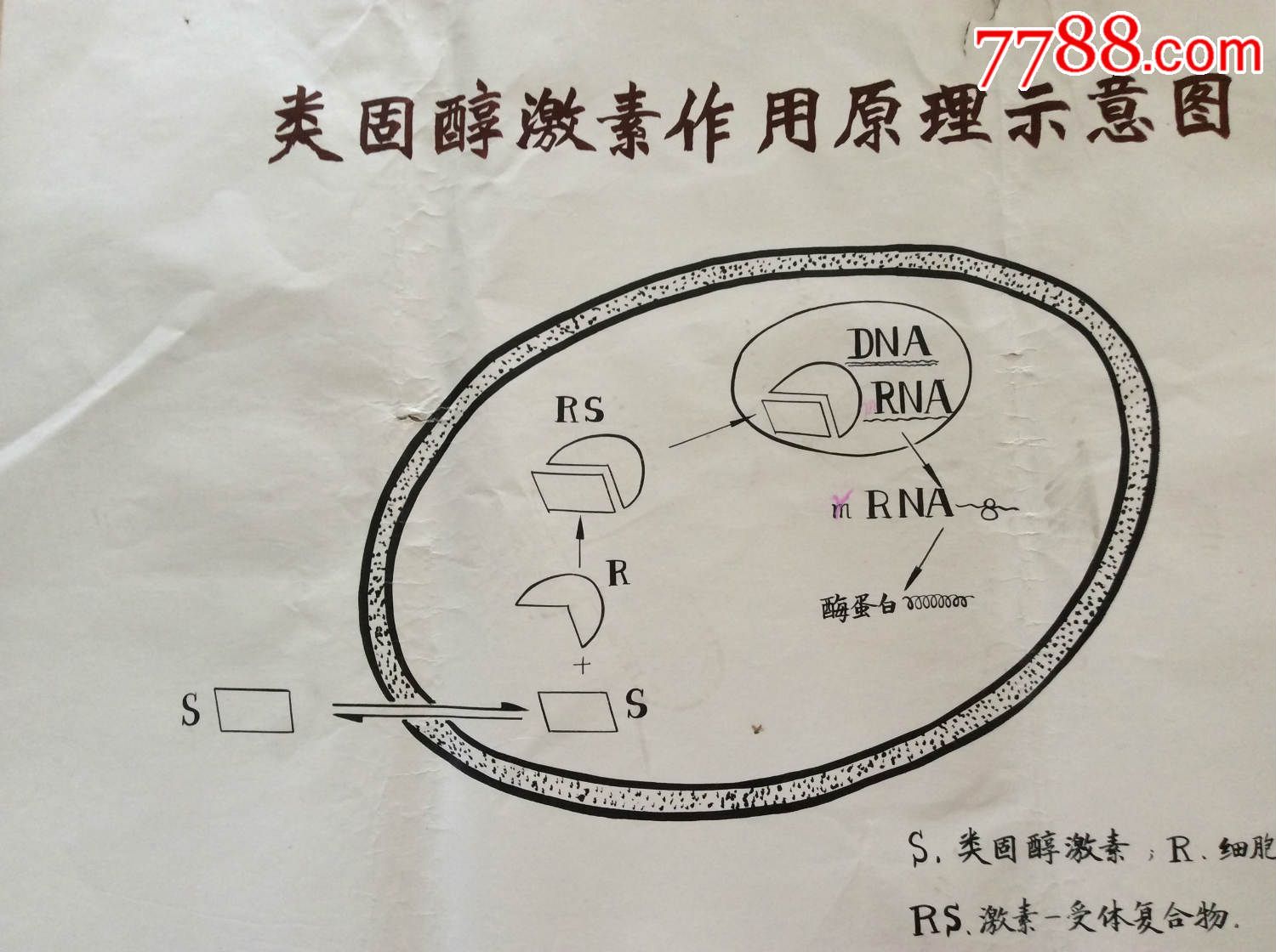 【医学原手稿】类固醇激素作用原理示意图【二号卷内】