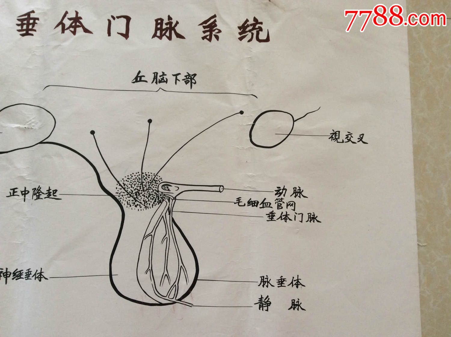 【医学原手稿】垂体门脉系统【二号卷内】