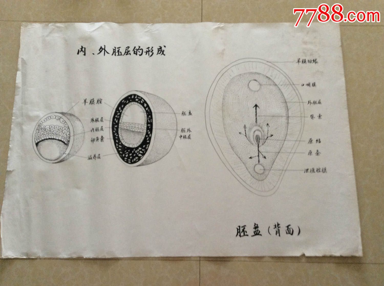 【医学原手稿】内外胚层的形成、胚盘(背面)【三号卷内】