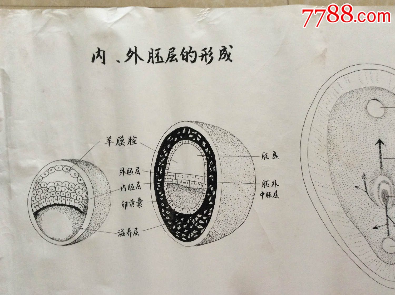 【医学原手稿】内外胚层的形成、胚盘(背面)【三号卷内】