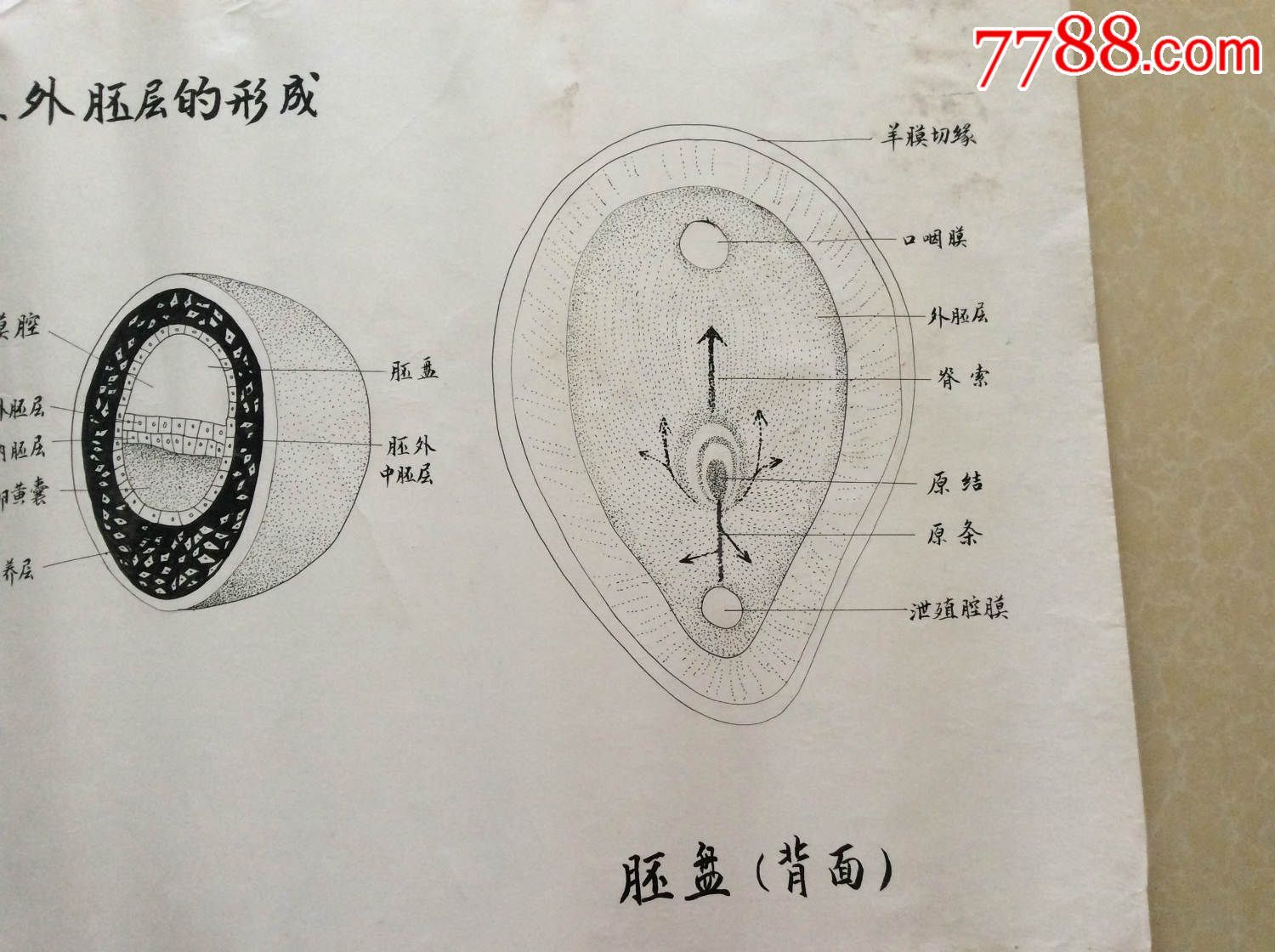 【医学原手稿】内外胚层的形成,胚盘(背面)【三号卷内