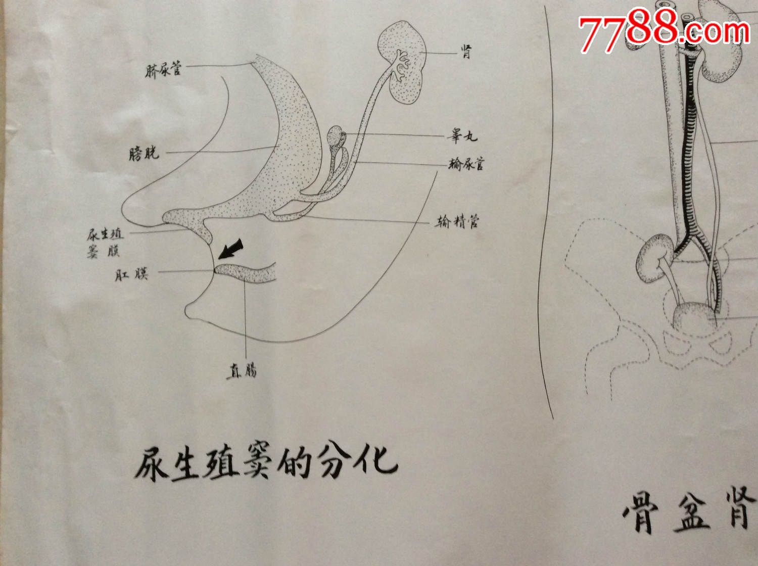 医学原手稿尿生殖窦的分化骨盆肾三号卷内