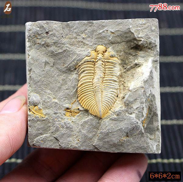 化石奇石矿物晶体原石王冠虫三叶虫化石标本古生物化石燕子石02