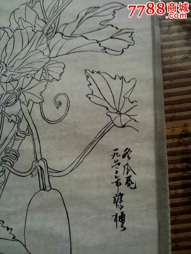 1962年苏苏葆桢白描画 冬瓜花