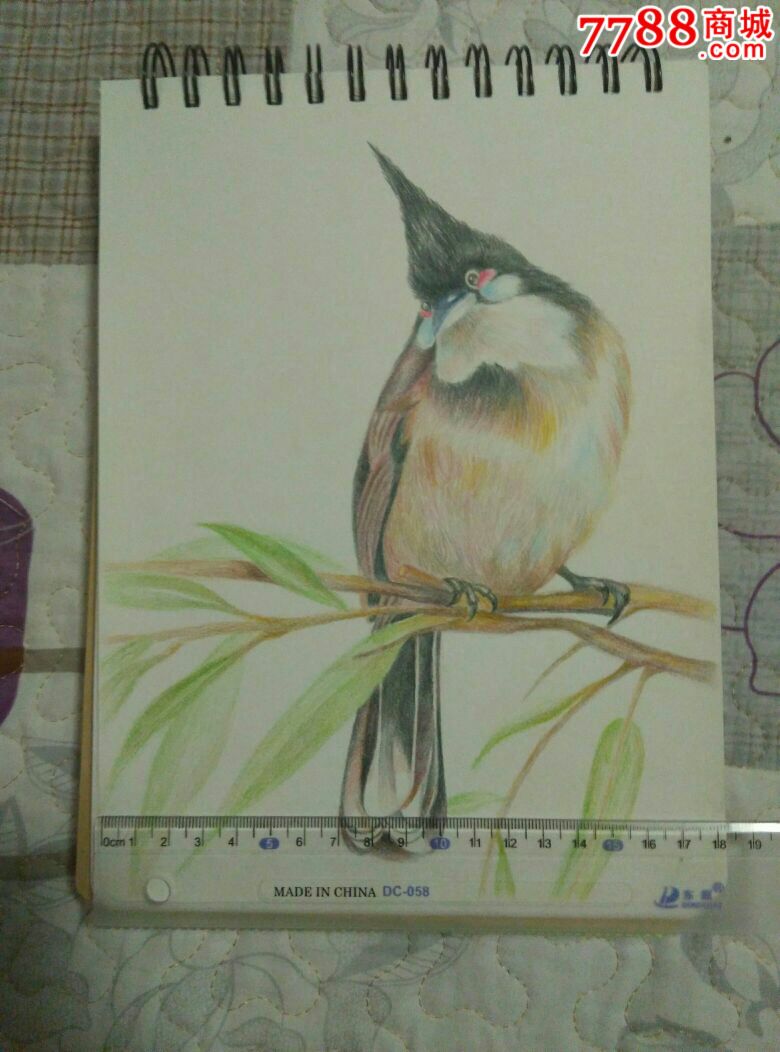 红耳鹎花鸟彩铅画