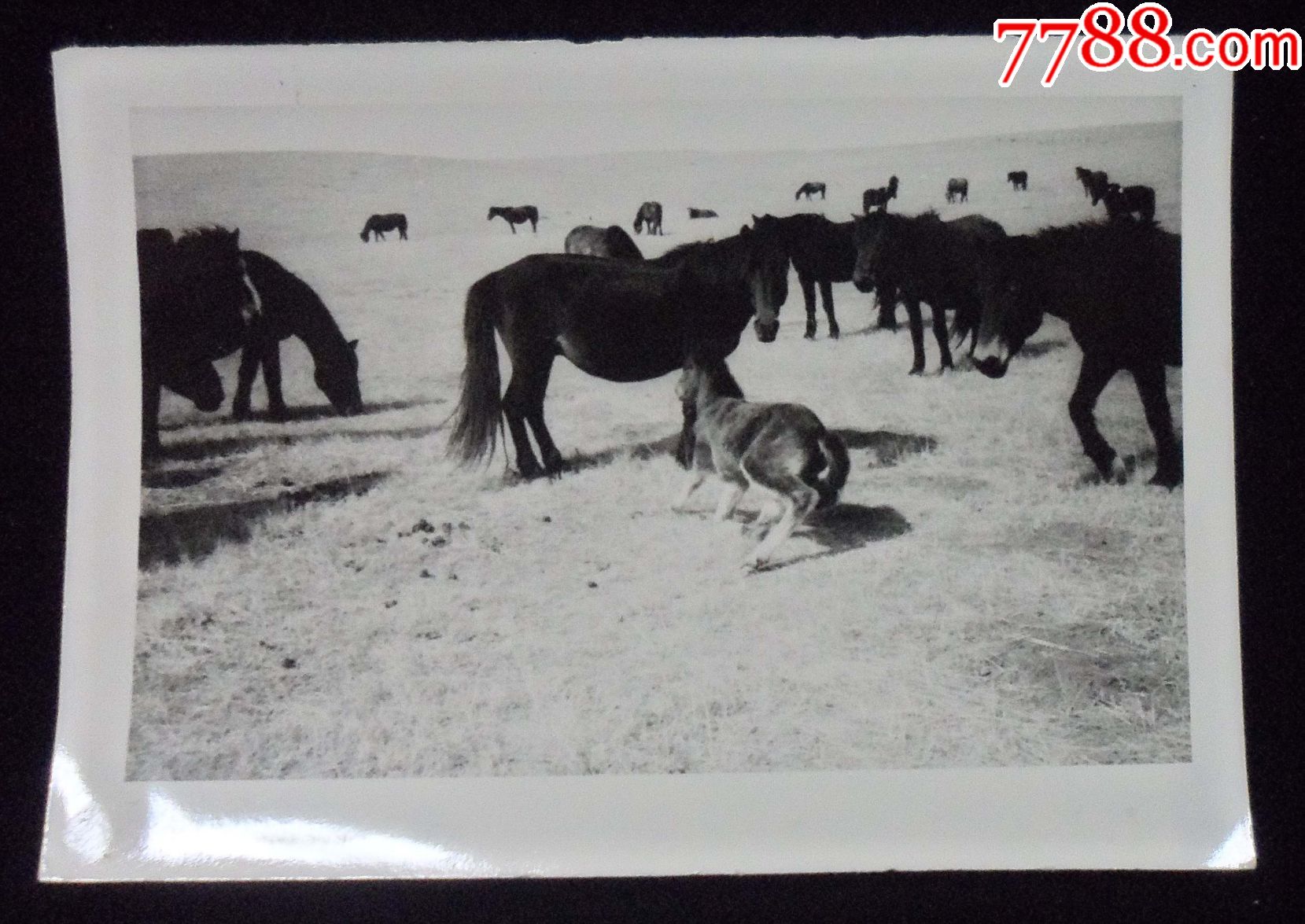 电影"牧马人"1982年在甘肃山丹军马场取景存档照_老照片_奉天驿写真馆