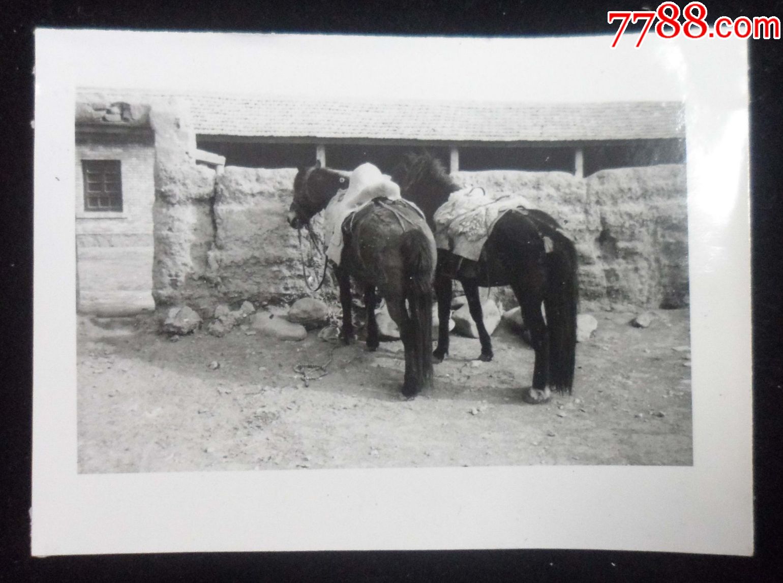 山丹军马场-价格:50元-se49443403-老照片-零售-7788收藏__收藏热线