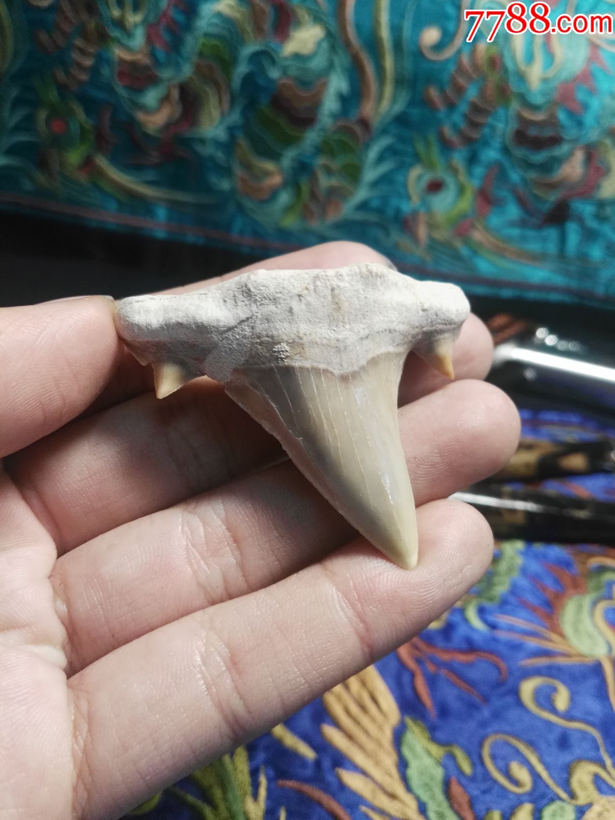 摩洛哥金厨鲨