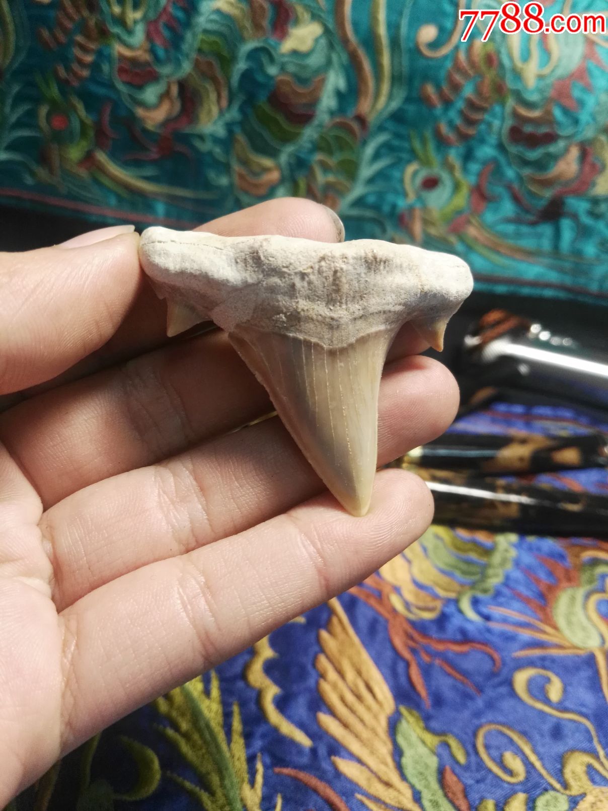 摩洛哥金厨鲨