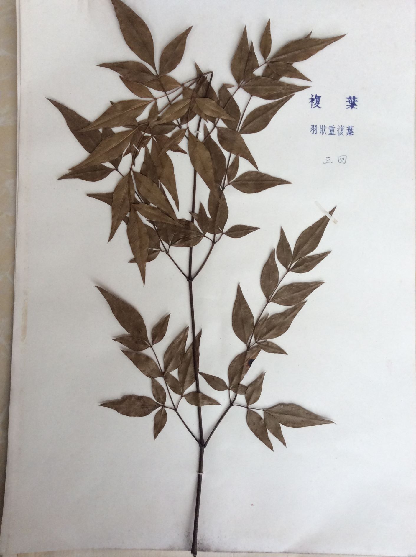 植物标本复叶