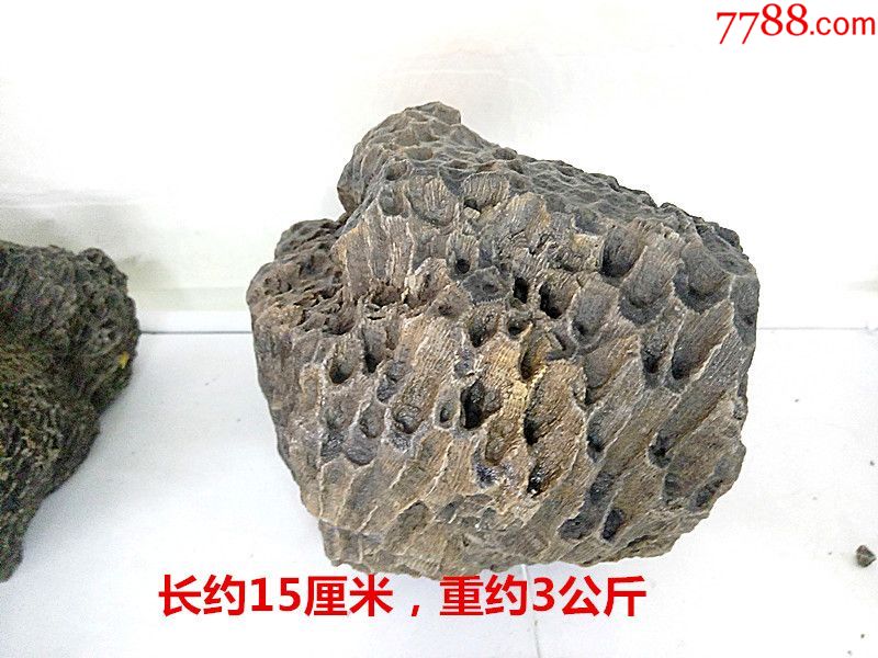 新疆珊瑚化石奇石摆件古生物化石标本活化石画面观赏石镇宅收藏