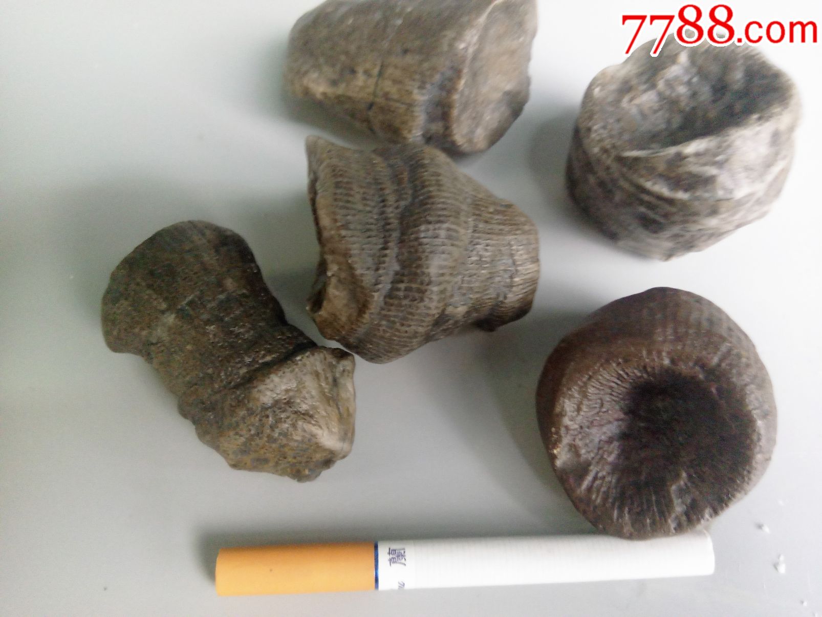 新疆各种植物化石奇石摆件古生物化石标本活化石任选一组180