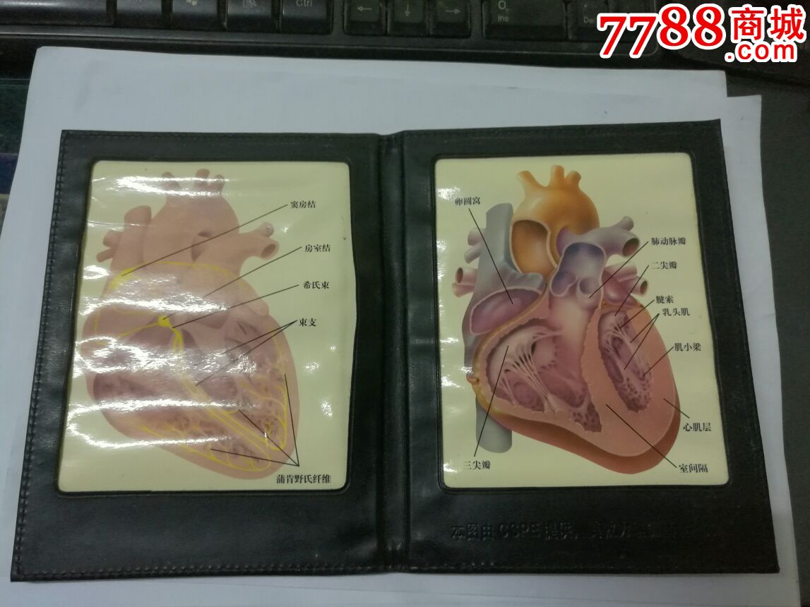 折叠式塑皮人类心脏解剖教学图