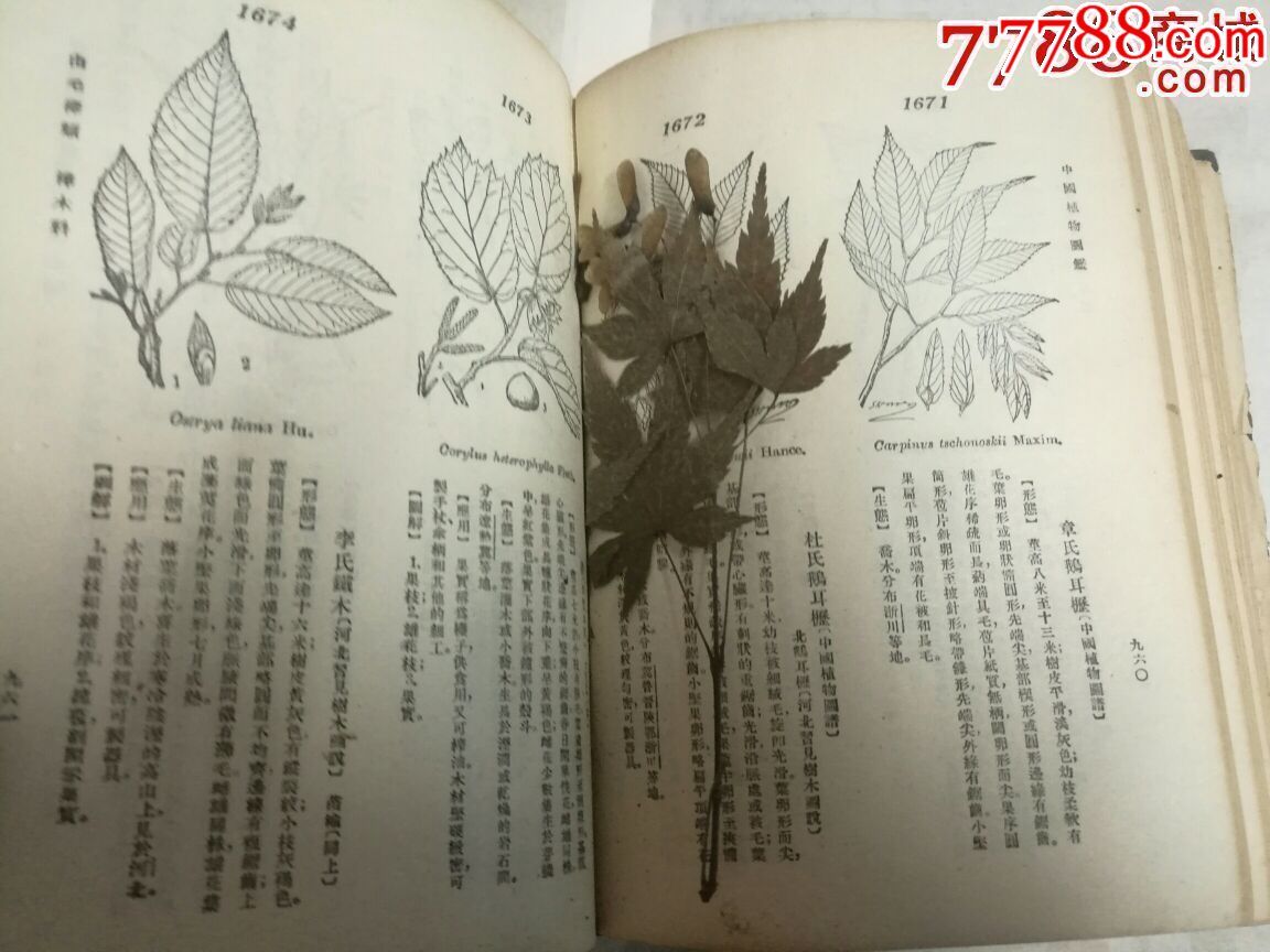中国植物图鉴,中华书局1958年2月5印【巨厚册】部分书