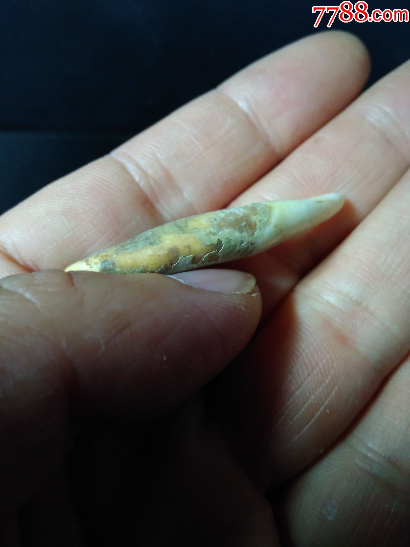 开门老狼牙