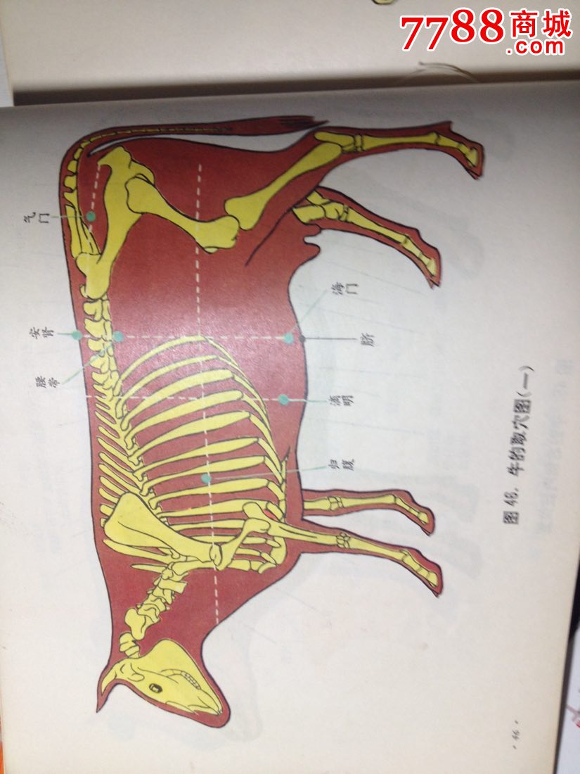 兽医针灸图册