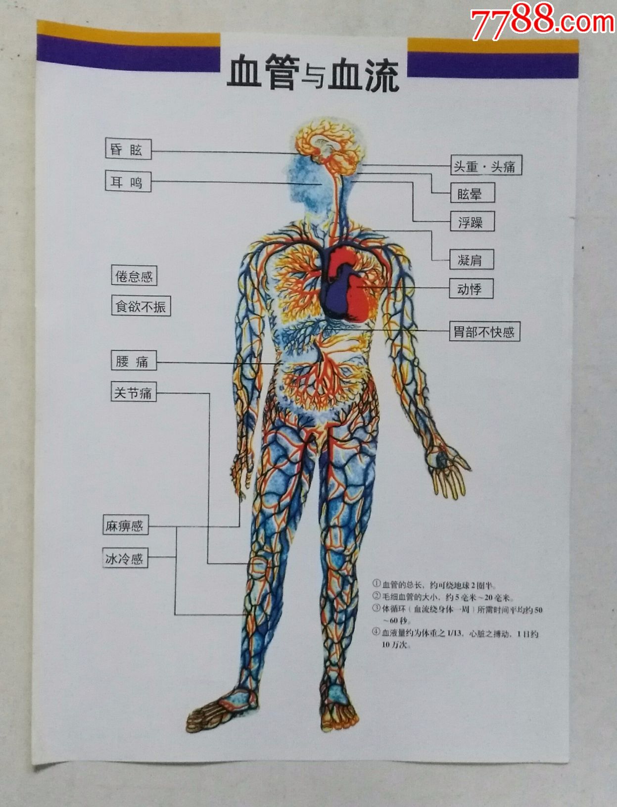 医用:神经系统,血管血流图示两张