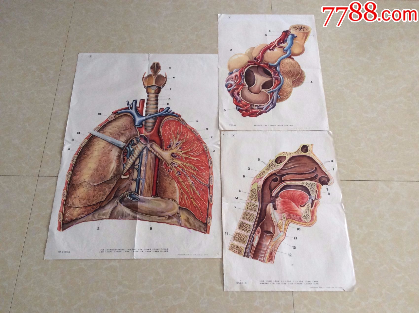 呼吸系统【四开两张对开一张共3一套】