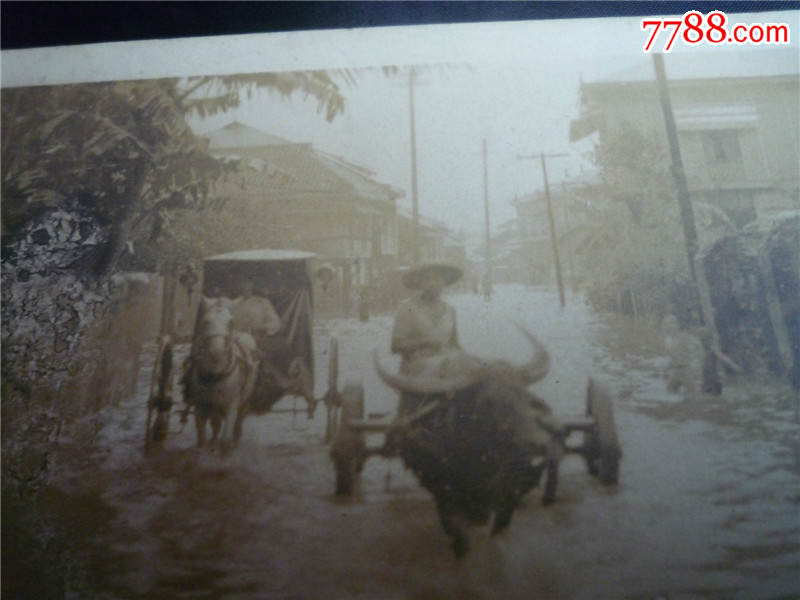 民国照片:水灾,马拉车,牛拉车