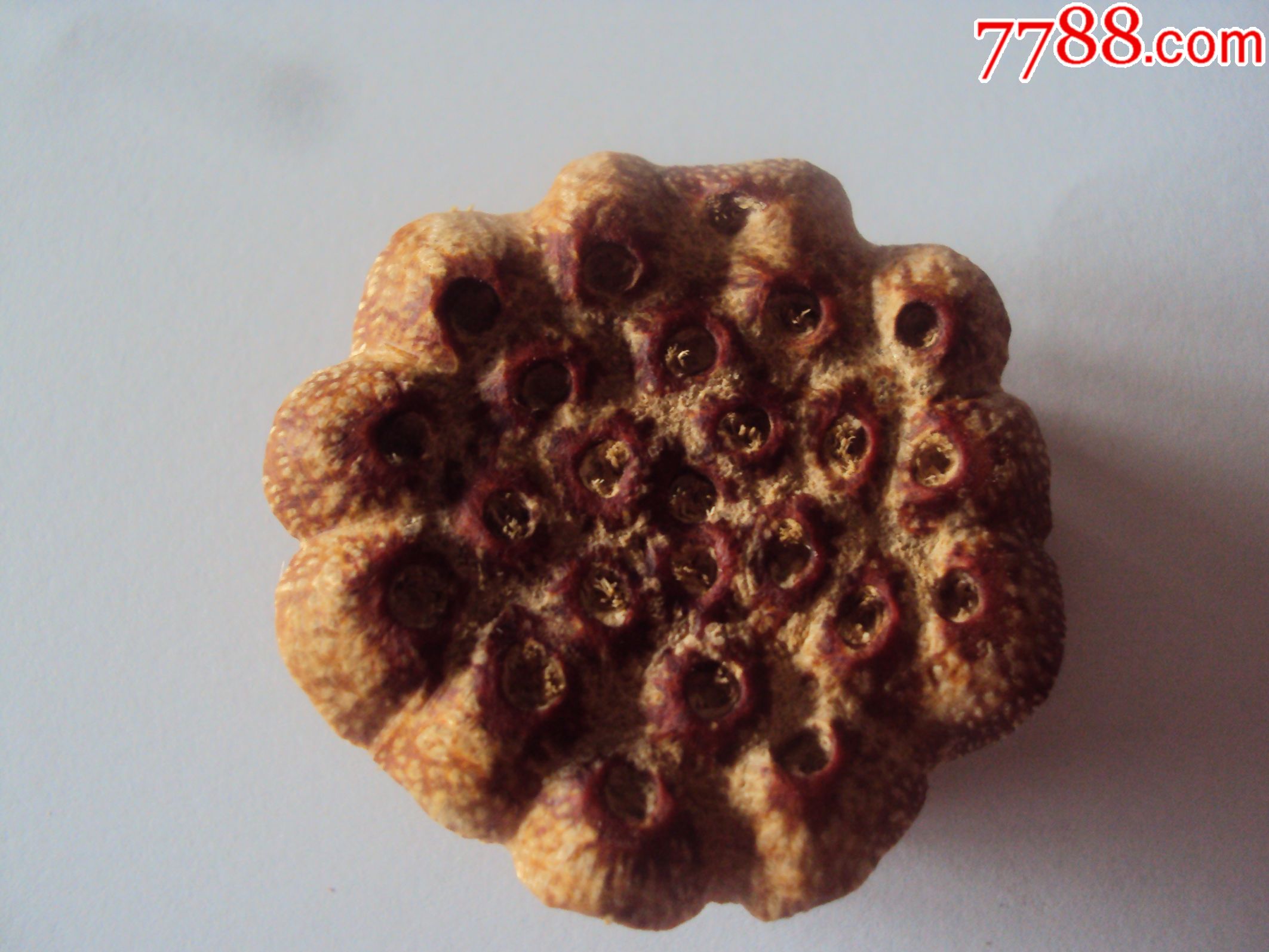 滴血莲花【莲花座】!