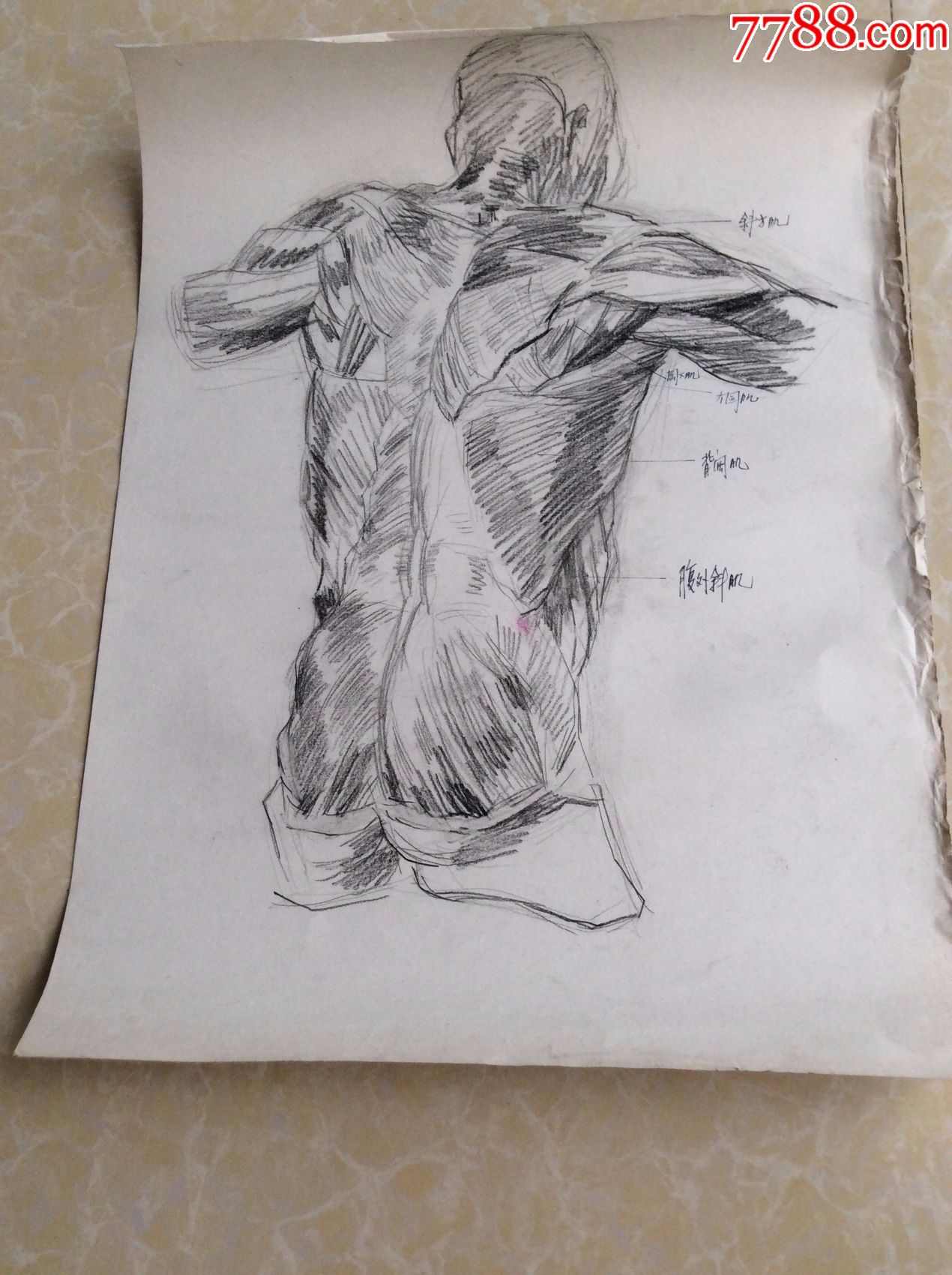 医学手稿画一幅_素描/速写_雉水阁【7788收藏__中国