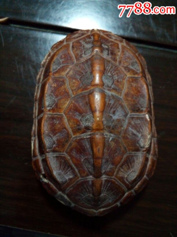 乌龟壳