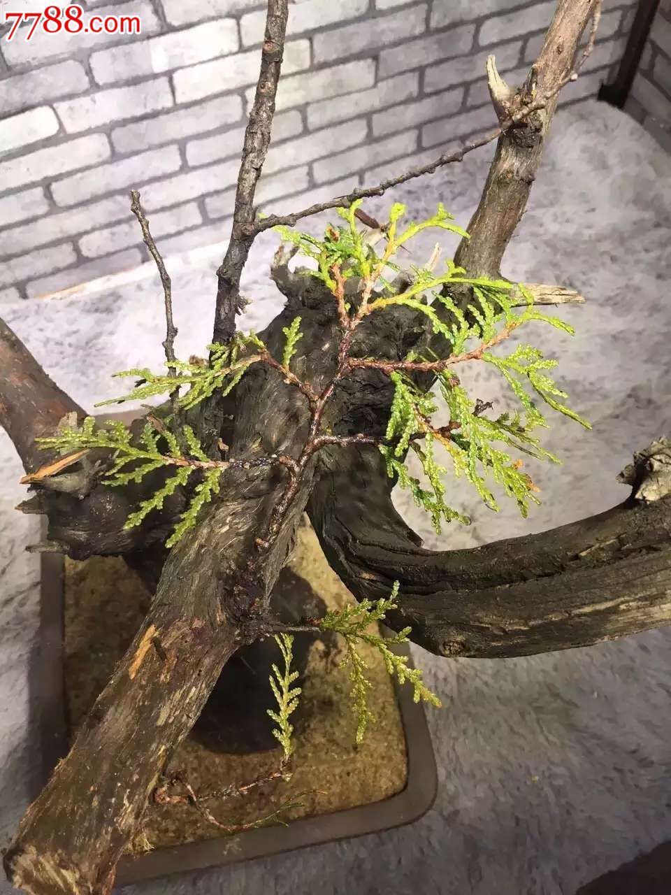 崖柏活体树盆景尺寸长_价格1700.0000元_第4张_7788收藏__收藏热线