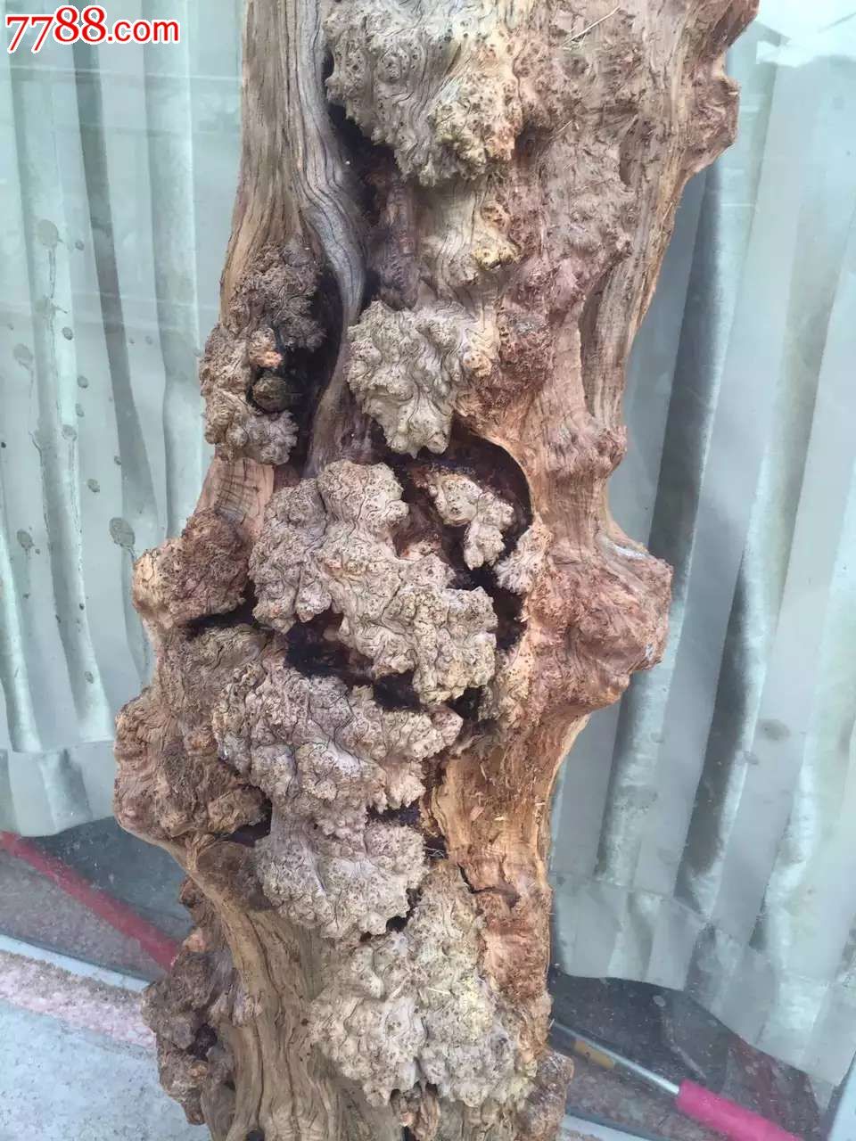 极品藏柏陈化