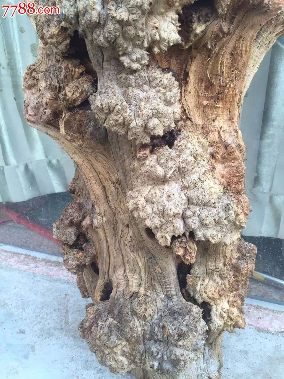 极品藏柏陈化