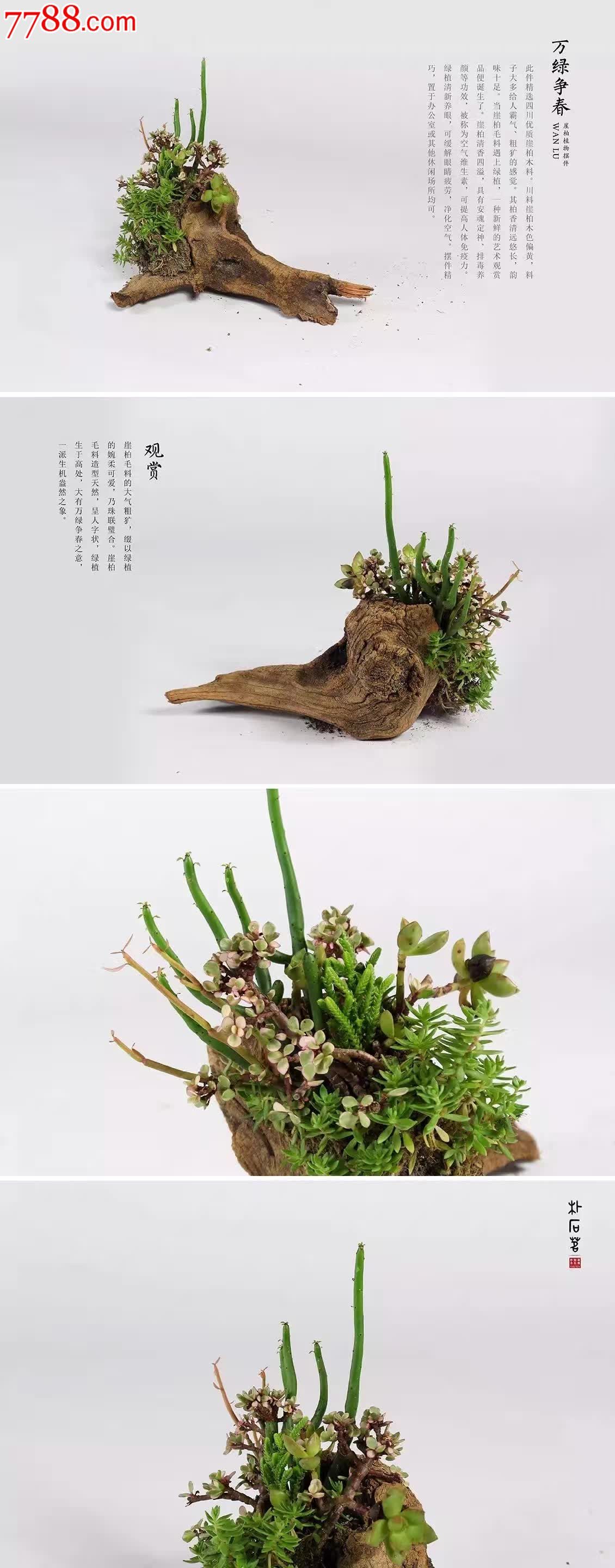 分享崖柏之枯木逢春系