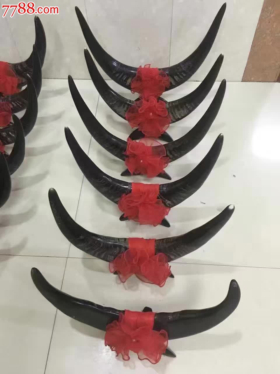 暴款纯天然澳洲公牛角
