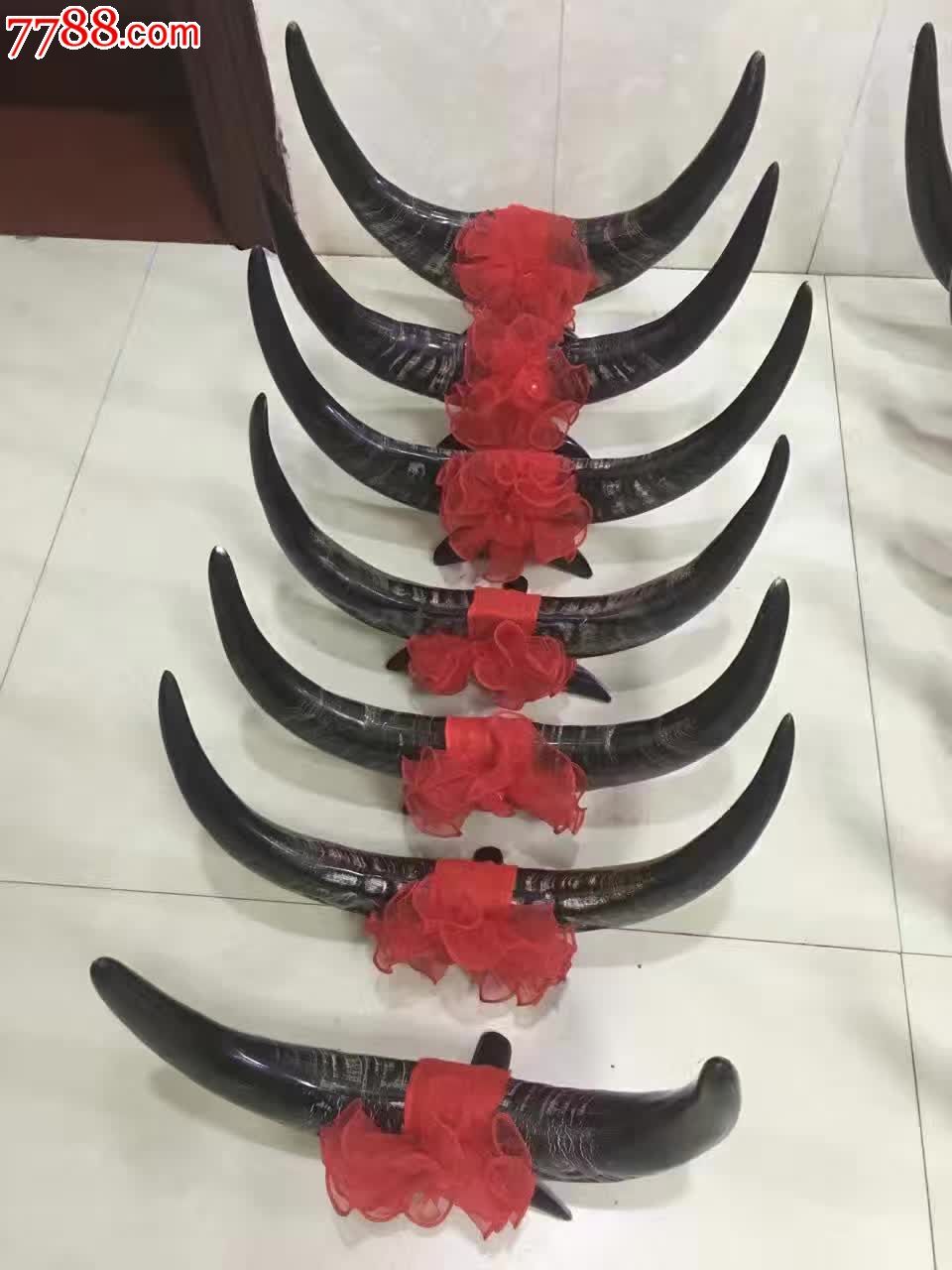 暴款纯天然澳洲公牛角