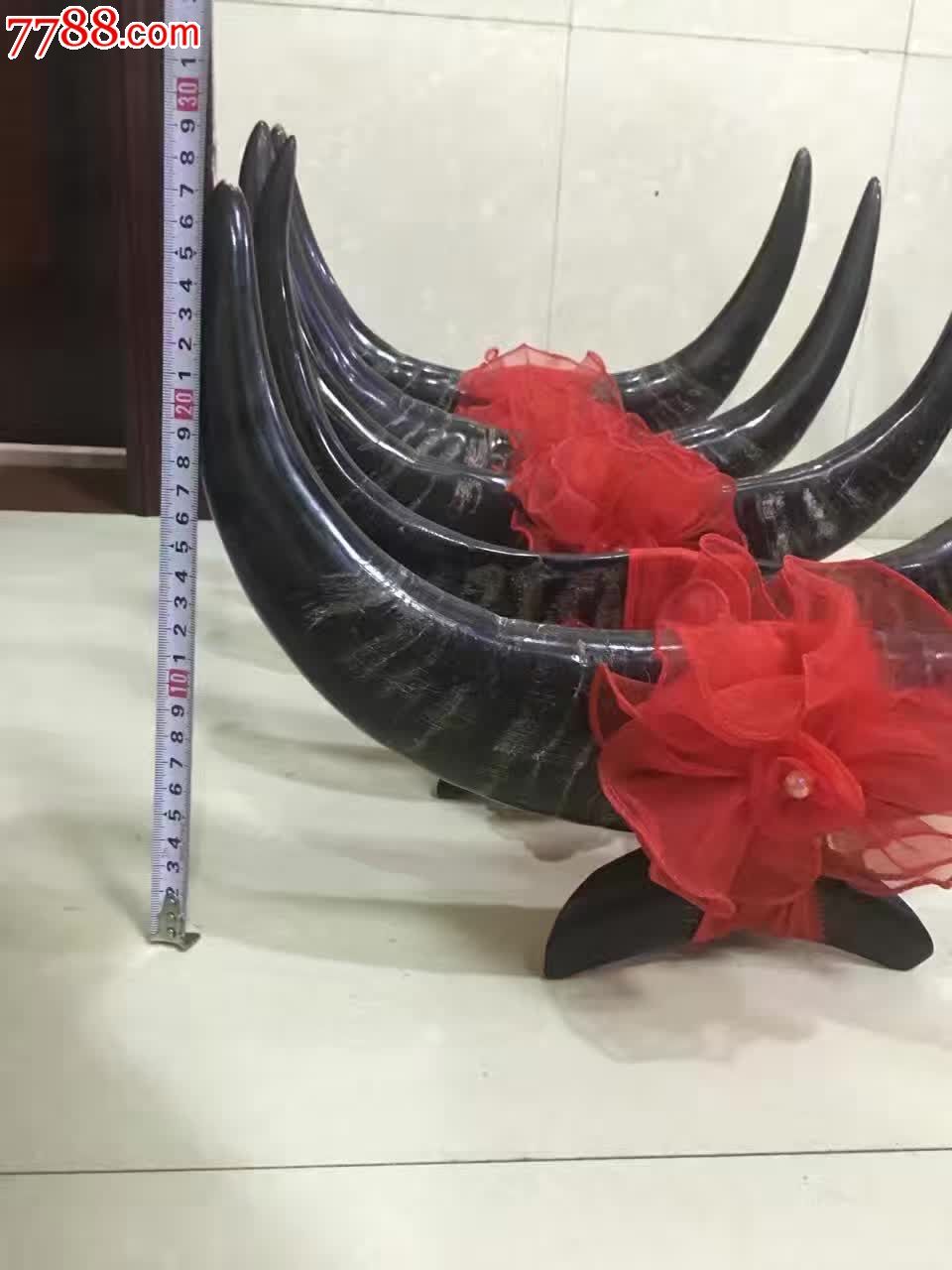 暴款纯天然澳洲公牛角