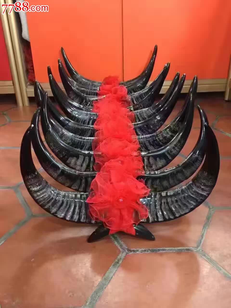 澳洲公牛角一对度40