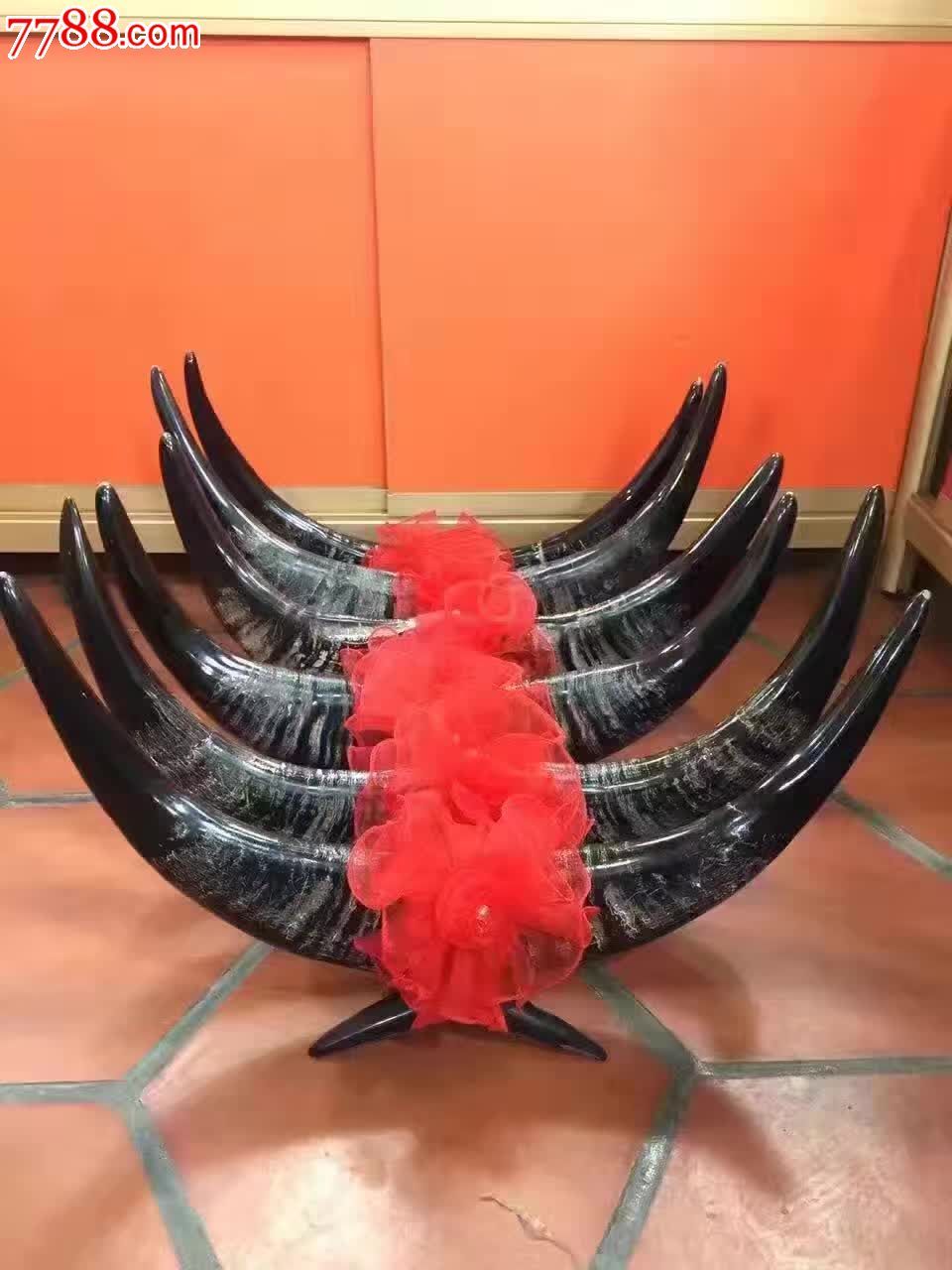 澳洲公牛角一对度40