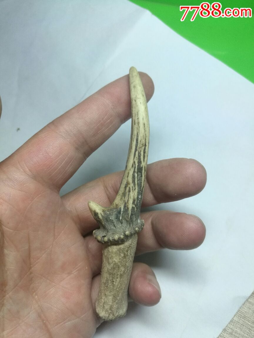 老麂子角