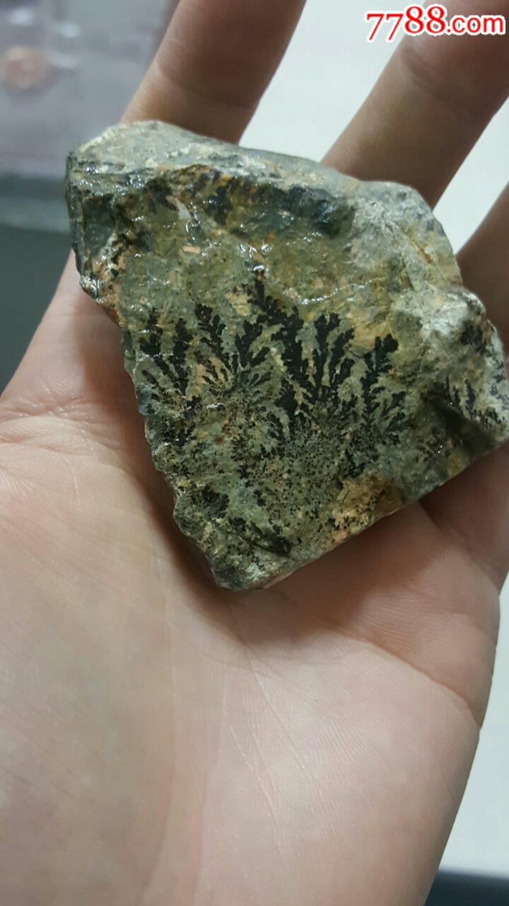 史前植物蕨类化石原石